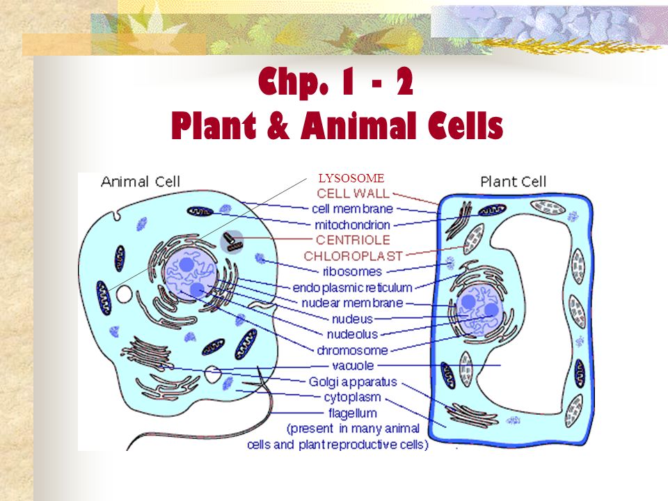 TRUE/FALSE: Plant and animal cells are the same - ppt video online download
