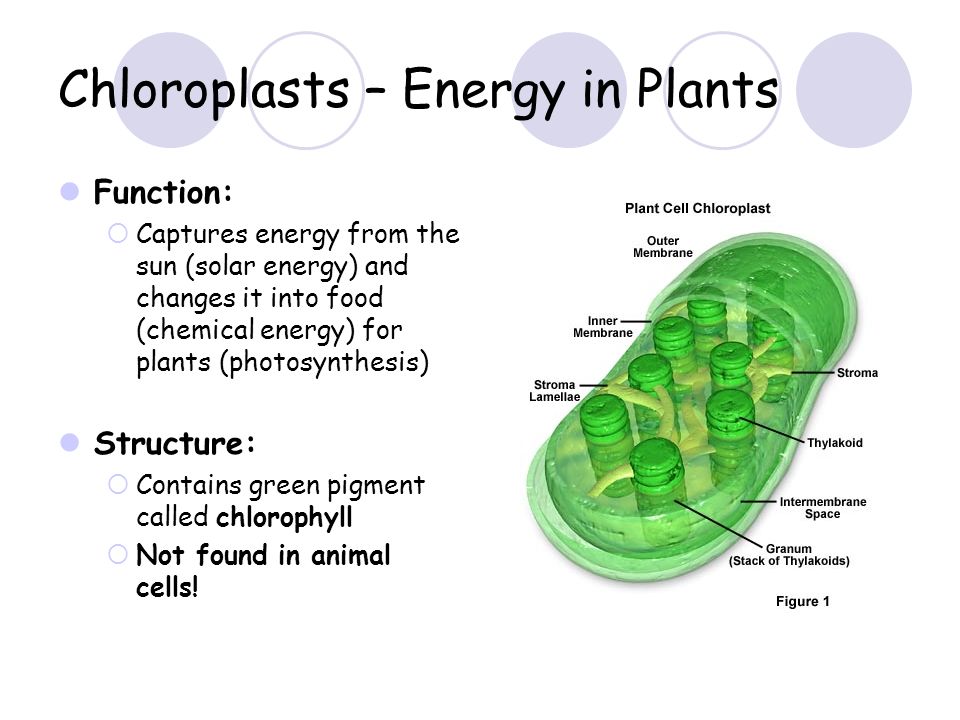 Cell Structure and Function - ppt video online download