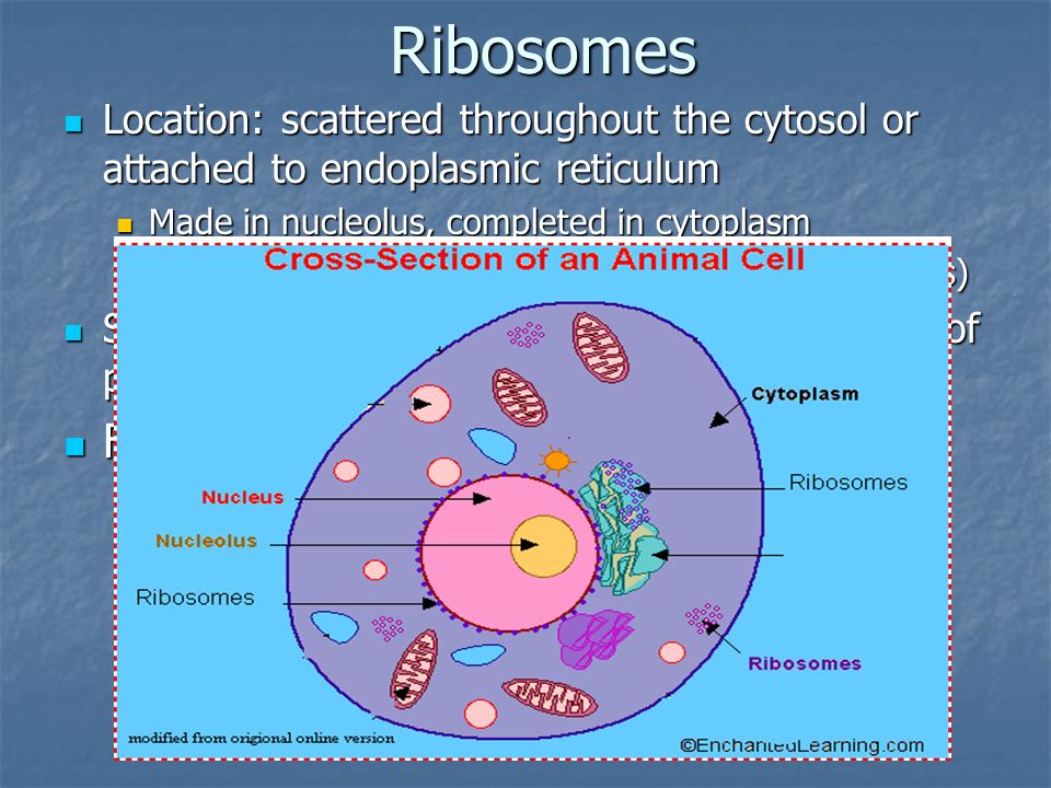 Ribosomes Location