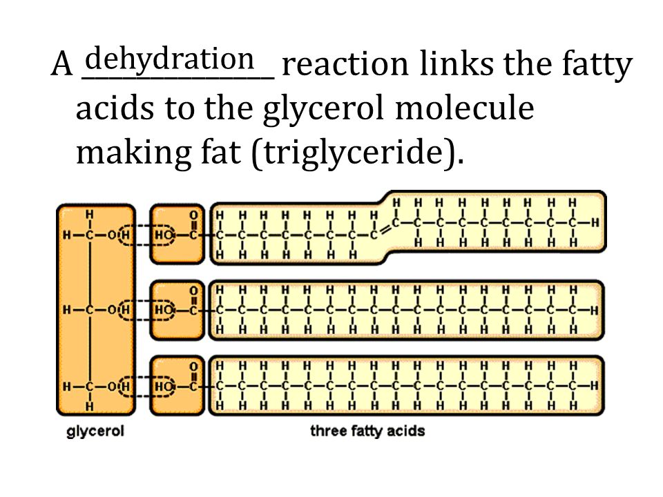 A ______________ reaction links the fatty acids to the glycerol molecule making fat (triglyceride).