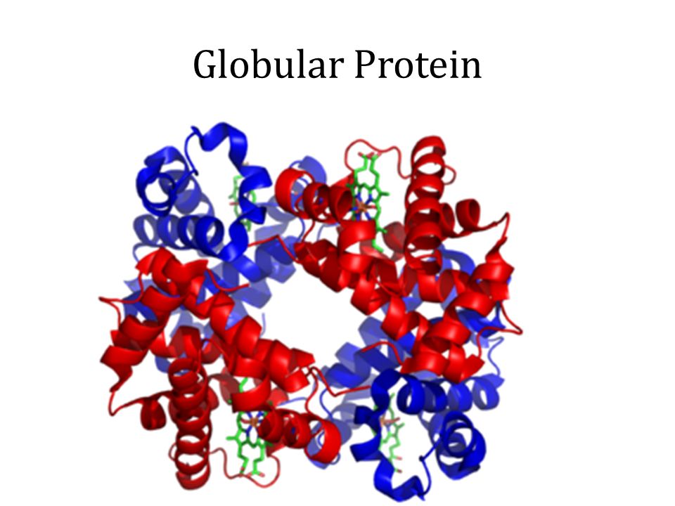 Globular Protein