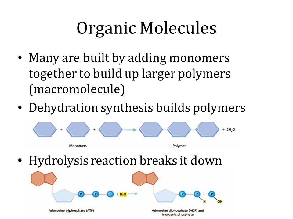 Organic Molecules Many are built by adding monomers together to build up larger polymers (macromolecule)