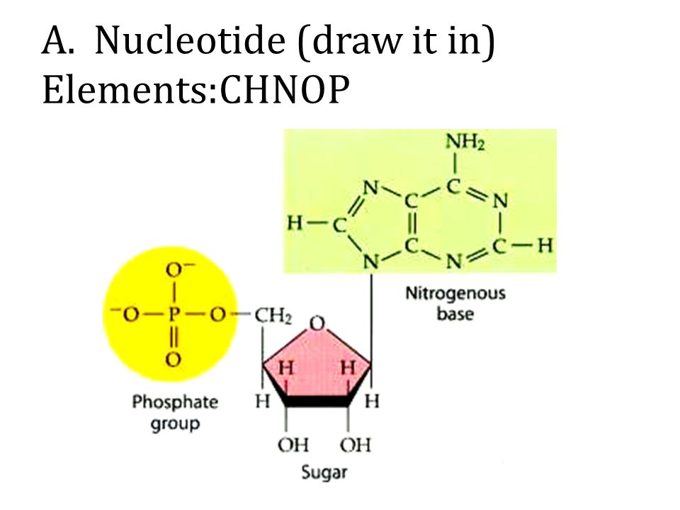 A. Nucleotide (draw it in) Elements:CHNOP
