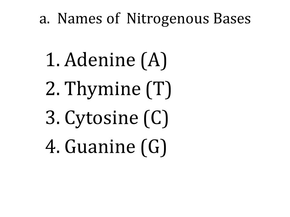 a. Names of Nitrogenous Bases