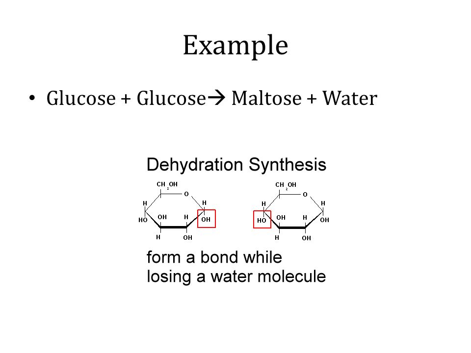 Example Glucose + Glucose Maltose + Water