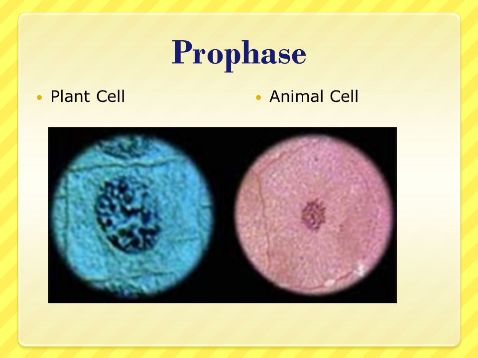 STEELE Cell Division. - ppt video online download