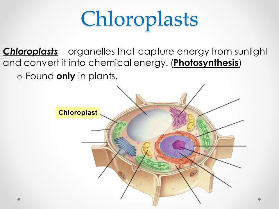 Photosynthesis? what absorbs the pigment power light this to organelle in found is that in what