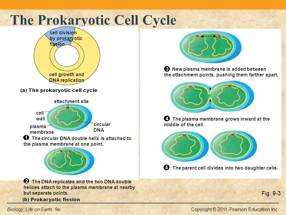 Project about prokaryotic for 8 class.