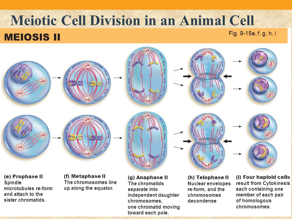 Meiotic Cell Division in an Animal Cell.