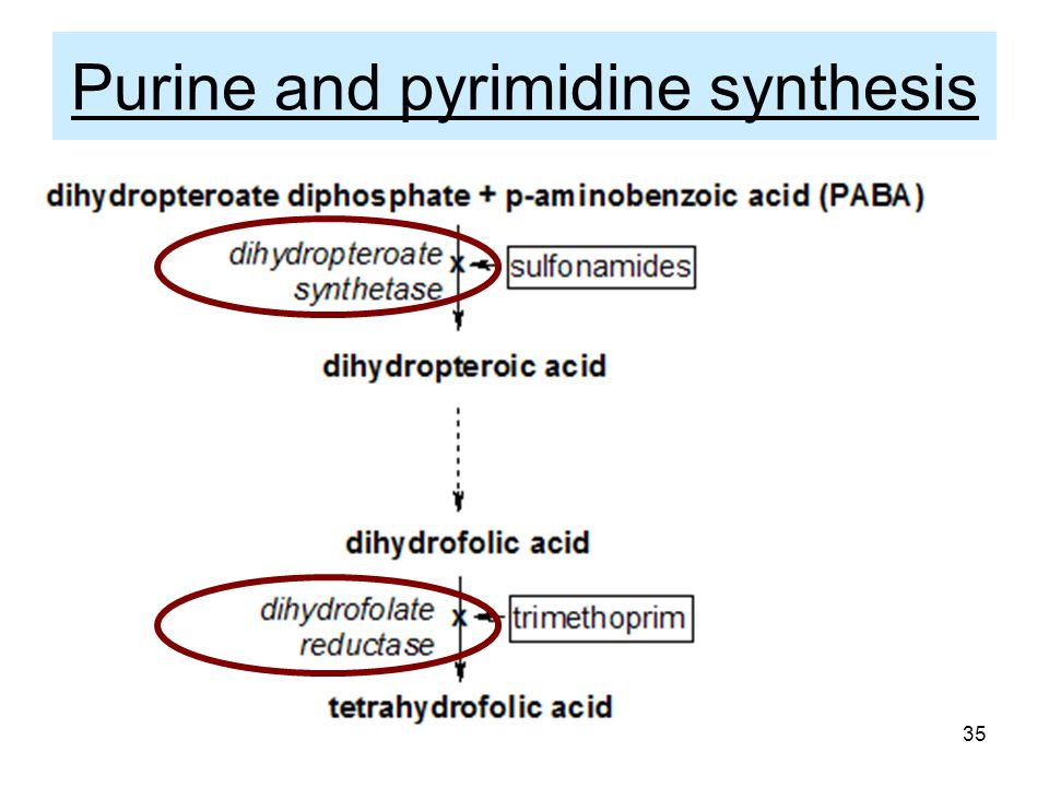 Purine and pyrimidine synthesis