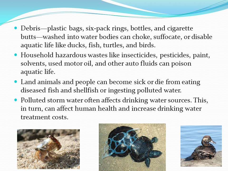 Debris—plastic bags, six-pack rings, bottles, and cigarette butts—washed into water bodies can choke, suffocate, or disable aquatic life like ducks, fish, turtles, and birds.