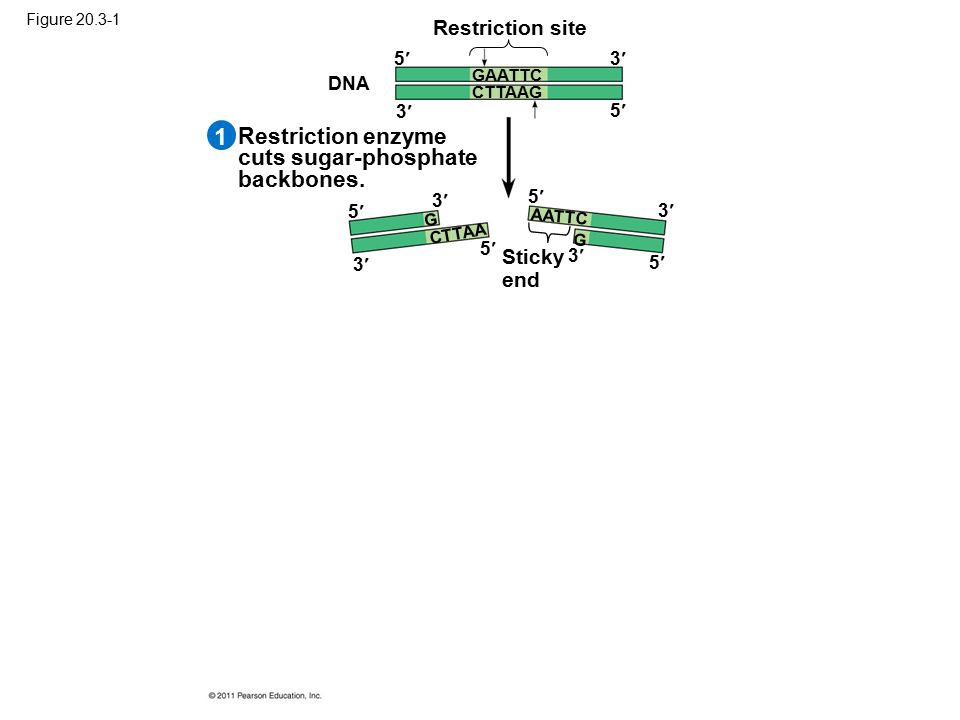 1 Restriction enzyme cuts sugar-phosphate backbones. Restriction site