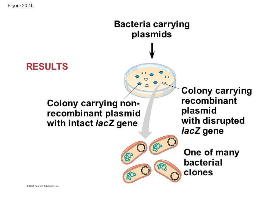 Bacteria carrying plasmids