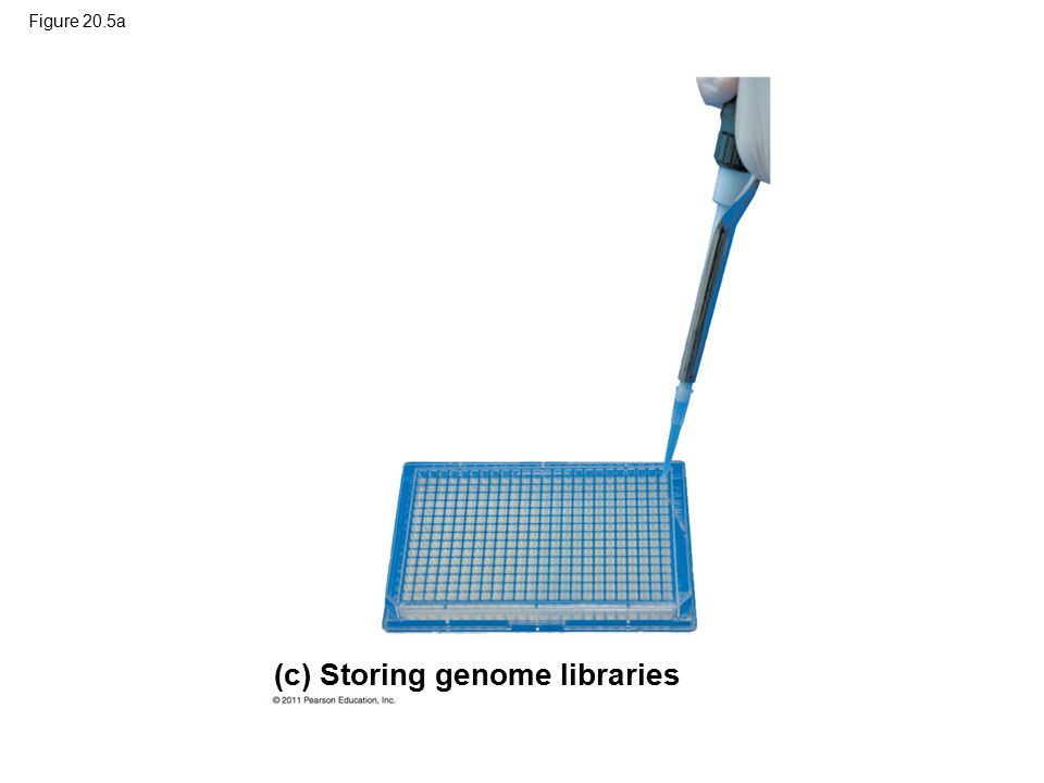 (c) Storing genome libraries
