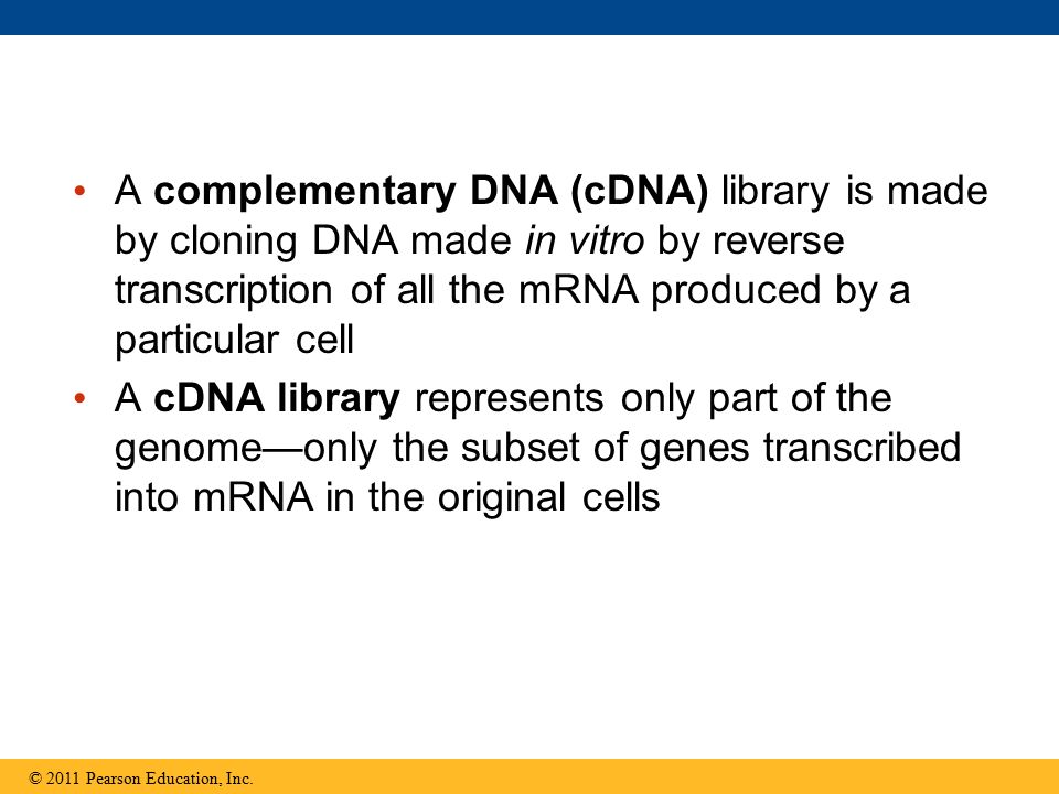 A complementary DNA (cDNA) library is made by cloning DNA made in vitro by reverse transcription of all the mRNA produced by a particular cell