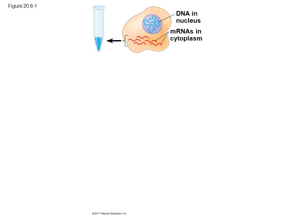 DNA in nucleus mRNAs in cytoplasm Figure