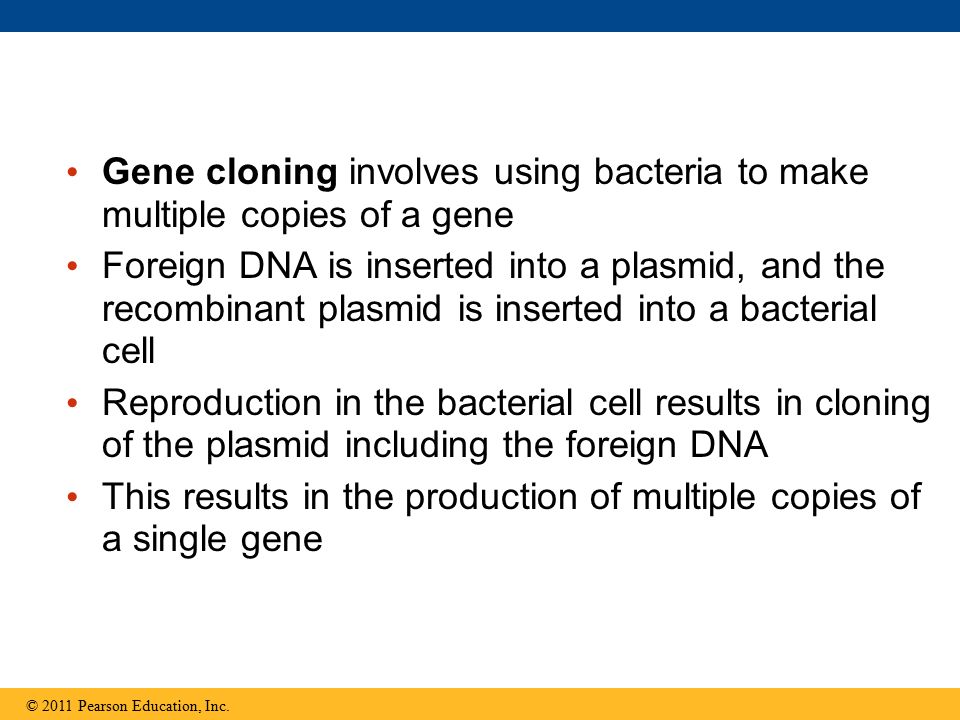 Gene cloning involves using bacteria to make multiple copies of a gene