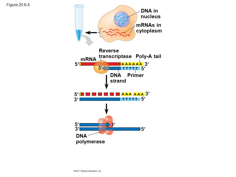 Reverse transcriptase Poly-A tail mRNA 5 3 3 5 DNA strand Primer
