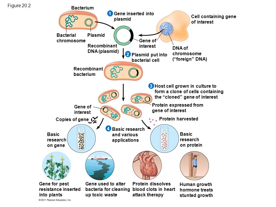 Figure 20.2 Bacterium. 1. Gene inserted into plasmid. Cell containing gene of interest. Bacterial chromosome.