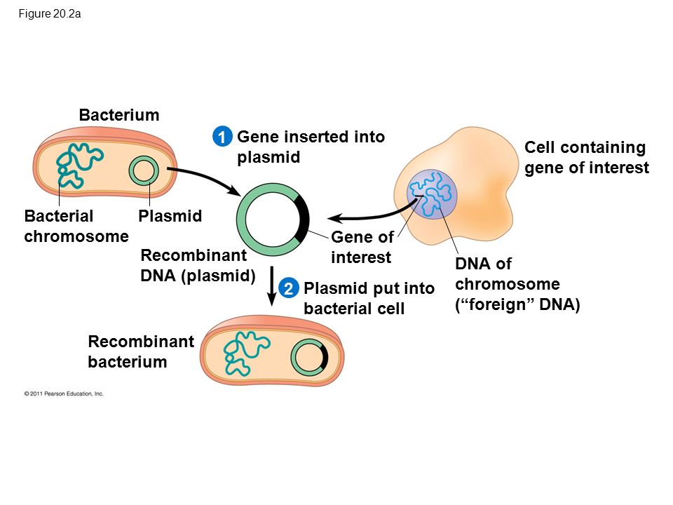 Gene inserted into plasmid Cell containing gene of interest