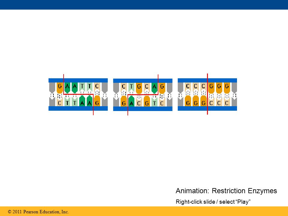 Animation: Restriction Enzymes