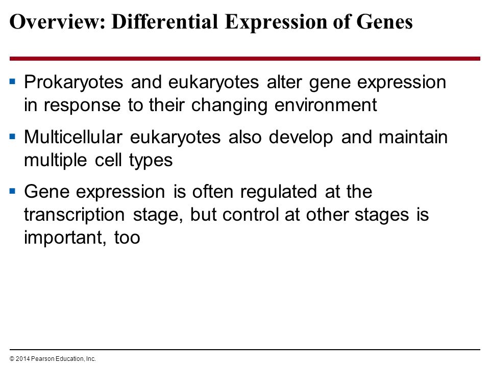 Regulation of Gene Expression - ppt download