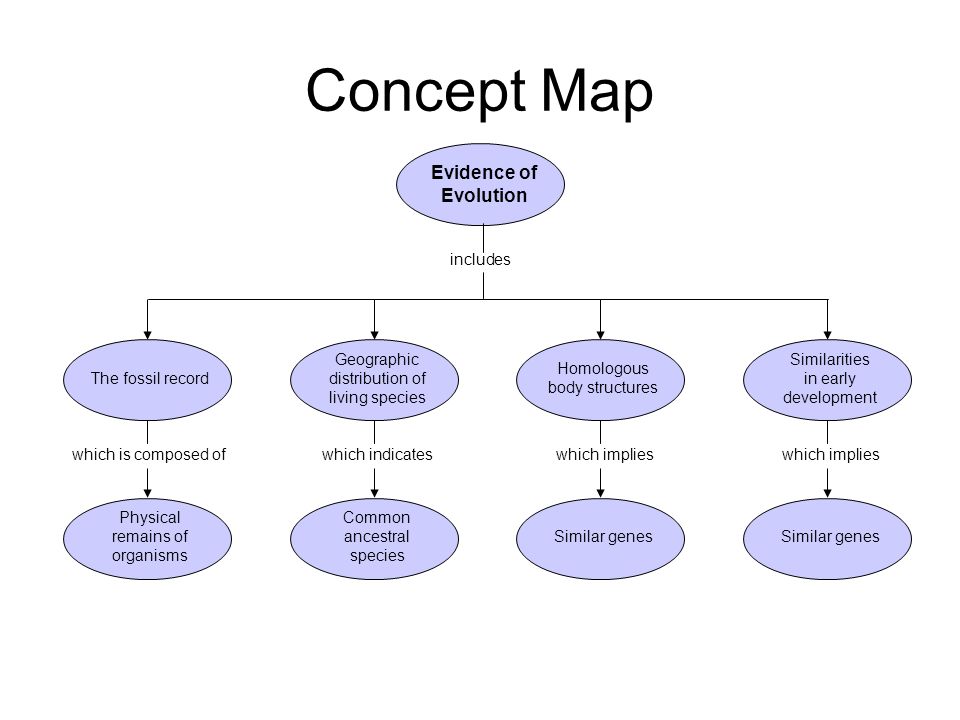 dna concept map vocabulary activity on the blueprint of life What Do Genes Look Like Ppt Download dna concept map vocabulary activity on the blueprint of life