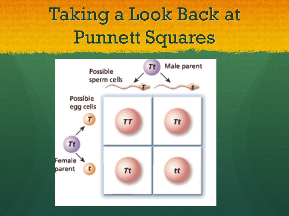 Taking a Look Back at Punnett Squares