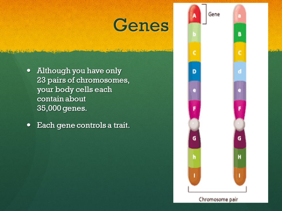 Genes Although you have only 23 pairs of chromosomes, your body cells each contain about 35,000 genes.