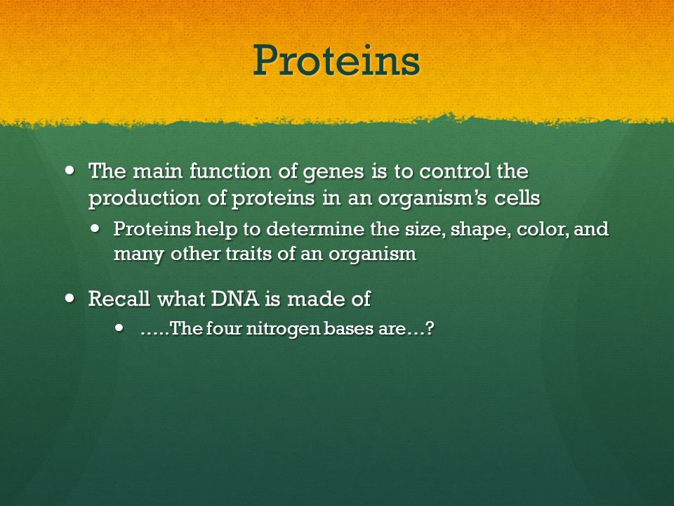 Proteins The main function of genes is to control the production of proteins in an organism’s cells.