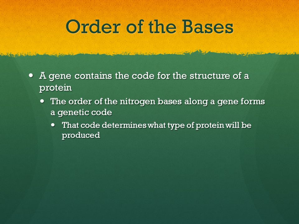 Order of the Bases A gene contains the code for the structure of a protein. The order of the nitrogen bases along a gene forms a genetic code.