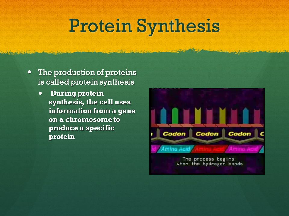 Protein Synthesis The production of proteins is called protein synthesis.