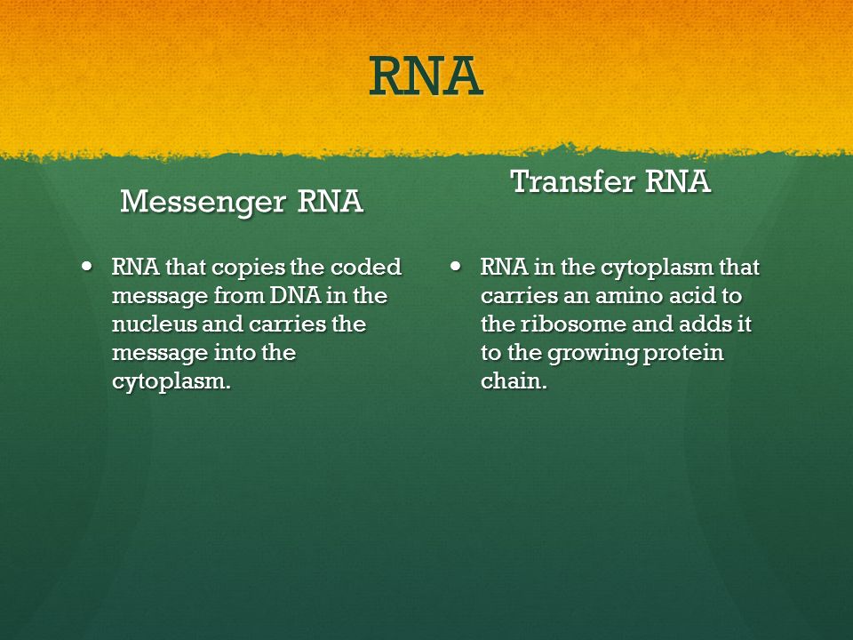 RNA Transfer RNA Messenger RNA