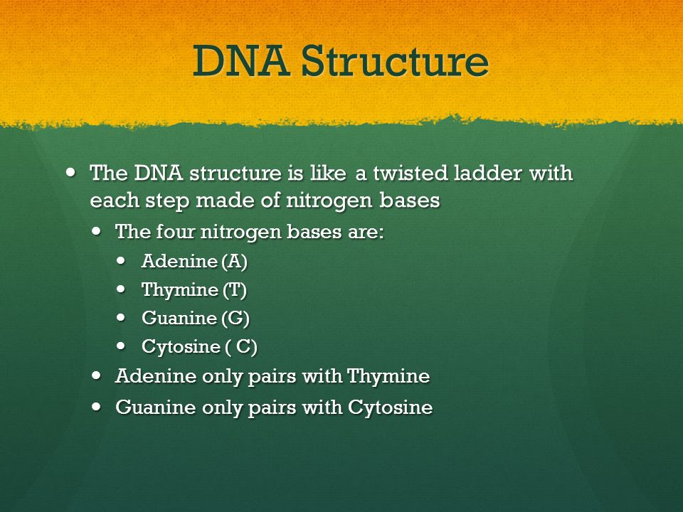 DNA Structure The DNA structure is like a twisted ladder with each step made of nitrogen bases. The four nitrogen bases are: