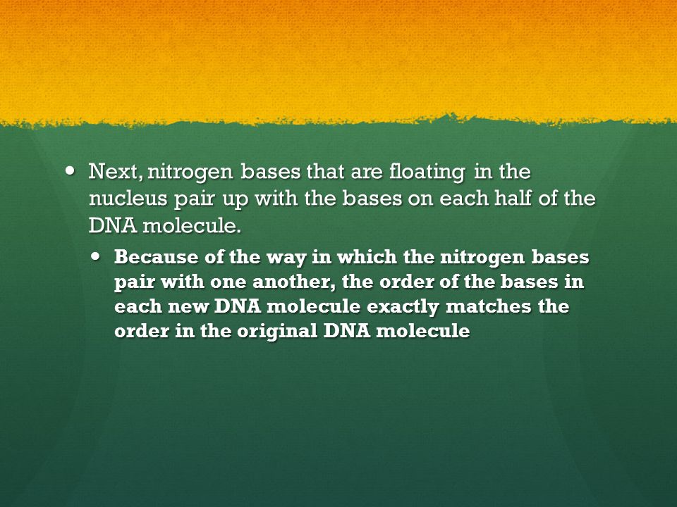 Next, nitrogen bases that are floating in the nucleus pair up with the bases on each half of the DNA molecule.
