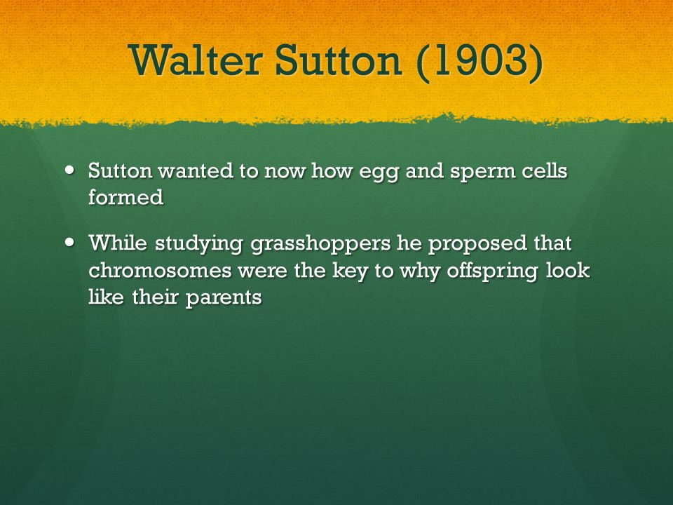 Walter Sutton (1903) Sutton wanted to now how egg and sperm cells formed.