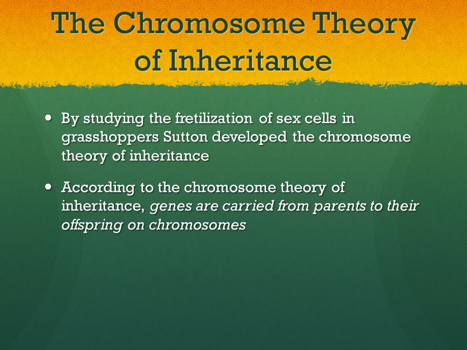 The Chromosome Theory of Inheritance