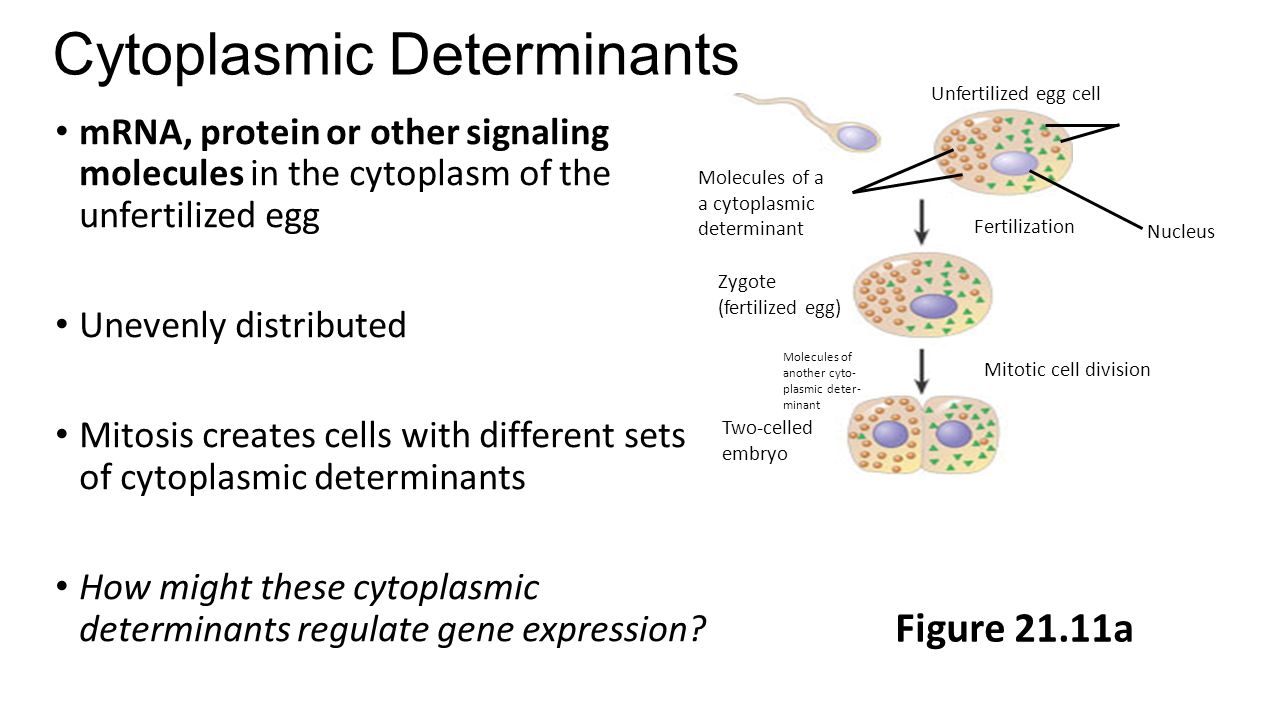 Cytoplasmic Determinants