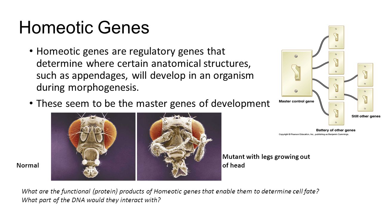 Homeotic Genes