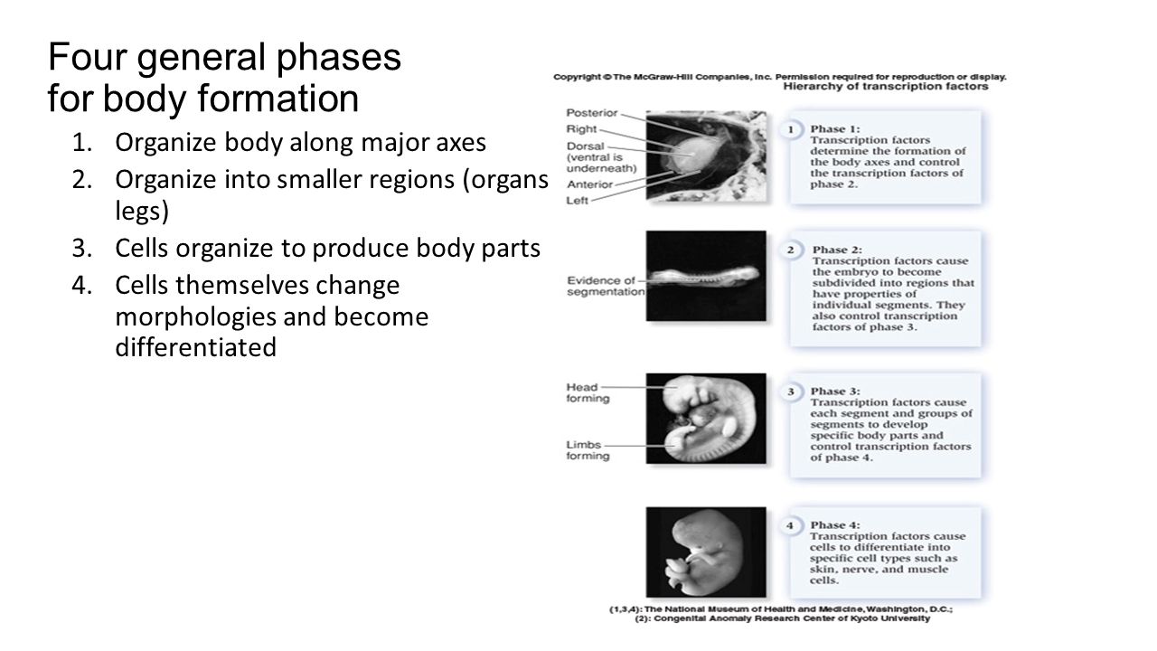 Four general phases for body formation
