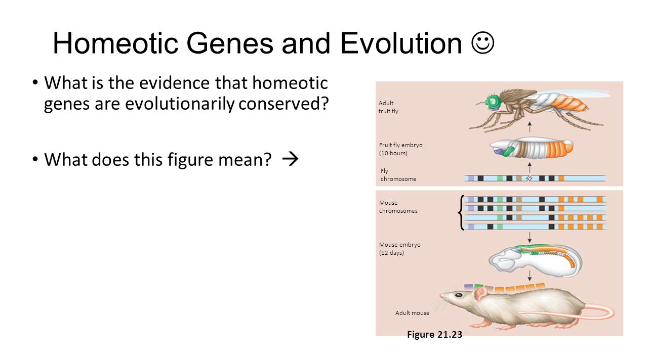 Homeotic Genes and Evolution 