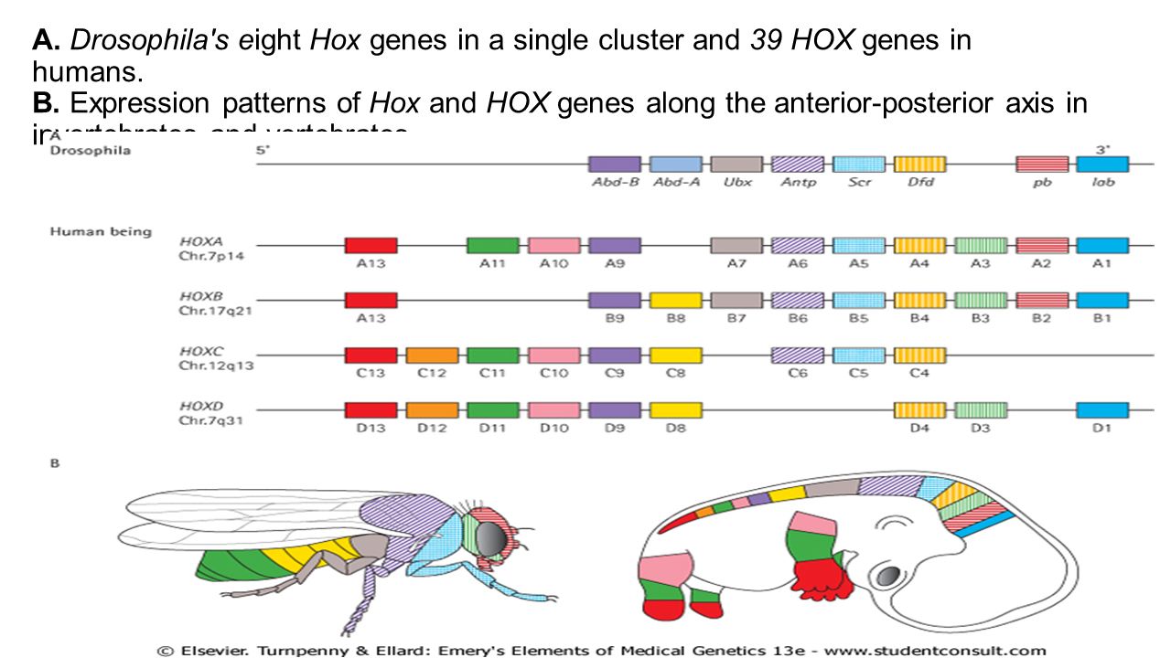 A. Drosophila s eight Hox genes in a single cluster and 39 HOX genes in humans.