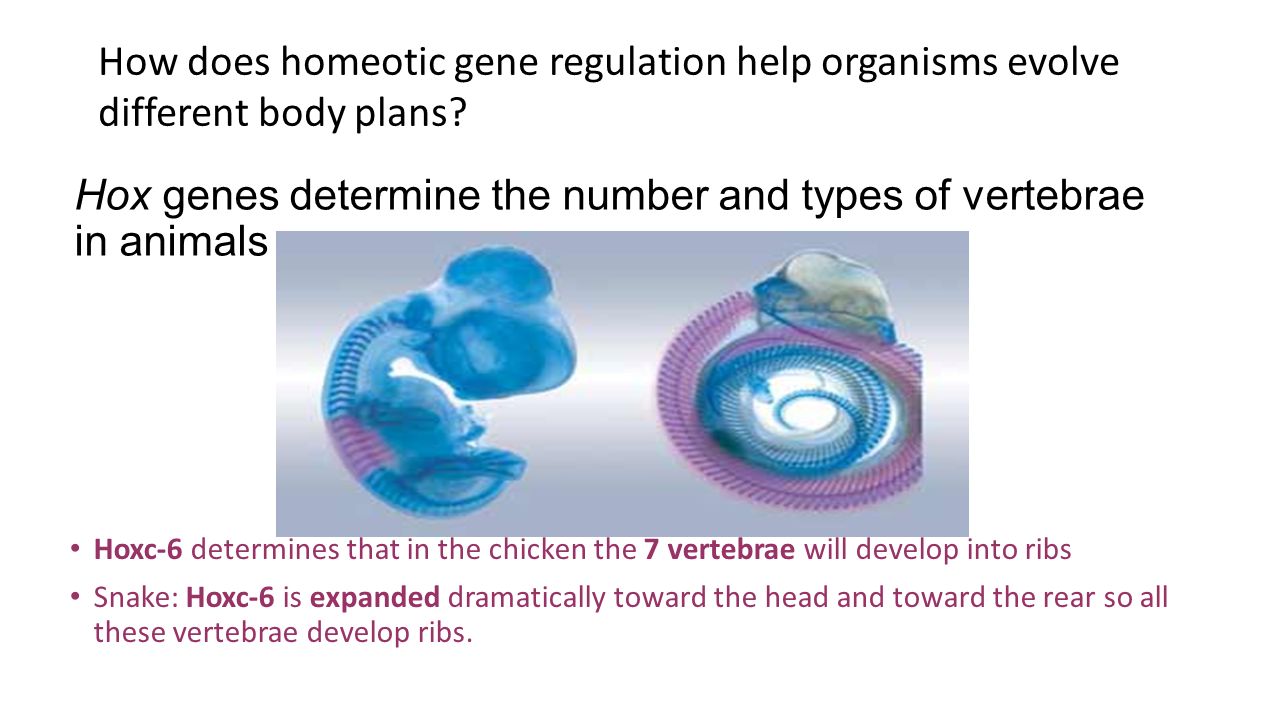 Hox genes determine the number and types of vertebrae in animals