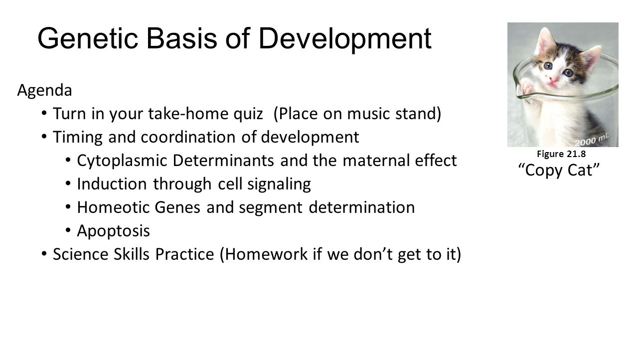 Genetic Basis of Development