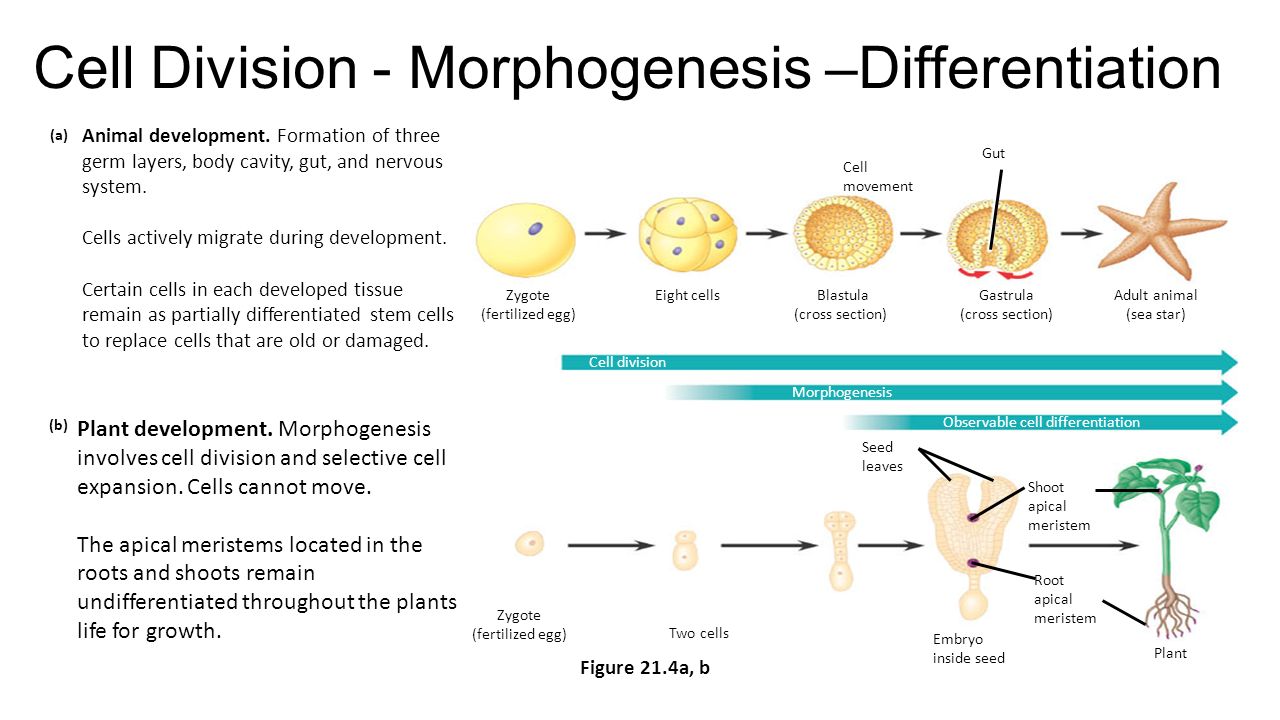 Cell Division - Morphogenesis –Differentiation