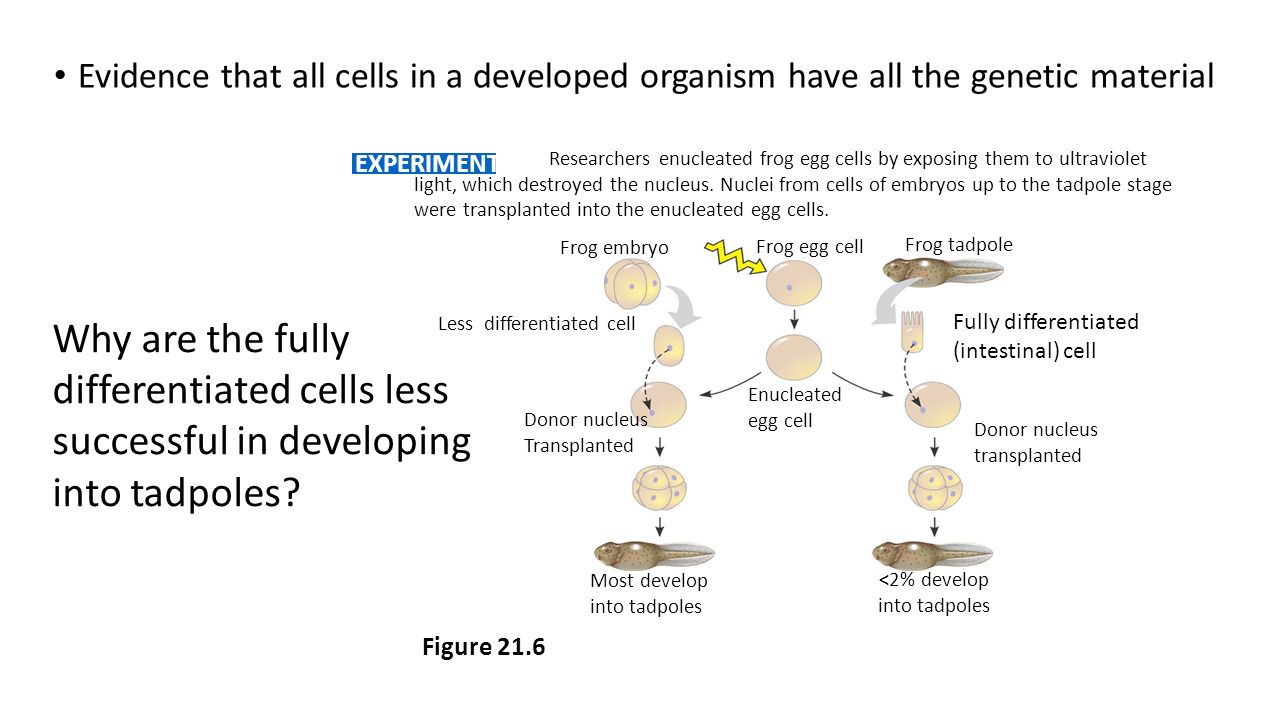 Evidence that all cells in a developed organism have all the genetic material