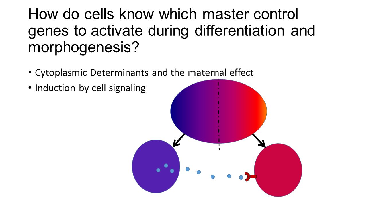 How do cells know which master control genes to activate during differentiation and morphogenesis