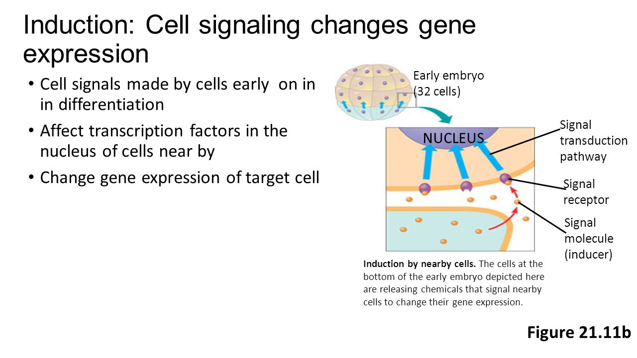 Induction: Cell signaling changes gene expression