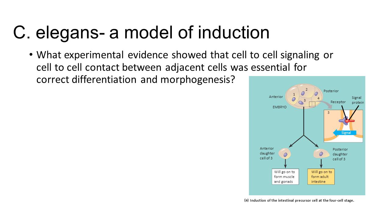 C. elegans- a model of induction