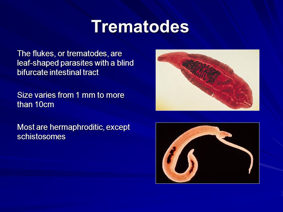Worms trematode - stmoriz.ro